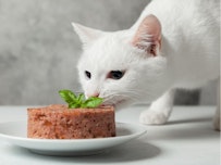 Diätfutter für Katzen
