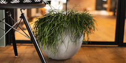 Plant Pot Aada