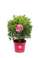 Zwerg-Rhododendron 'Bloombux'®-Kugel magenta  10 Liter - 28 cm