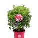 Zwerg-Rhododendron 'Bloombux'®-Kugel magenta  10 Liter - 28 cmBild