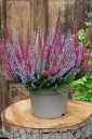 Vorschaubild Knospenheide Gardengirls® 'Twingirls'® rot-lila 4er Set Bild