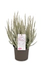 Vorschaubild Knospenheide Gardengirls® 'Fluffy' 4er-Set Bild