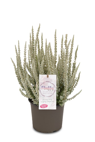 Knospenheide Gardengirls® 'Fluffy' 4er-Set Bild