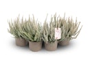 Vorschaubild Knospenheide Gardengirls® 'Fluffy' 4er-Set Bild