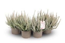 Knospenheide Gardengirls® 'Fluffy' 4er-Set