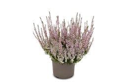 Knospenheide Gardengirls® lila