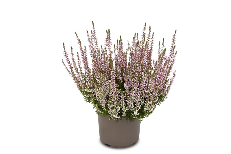 Knospenheide Gardengirls® lila Bild