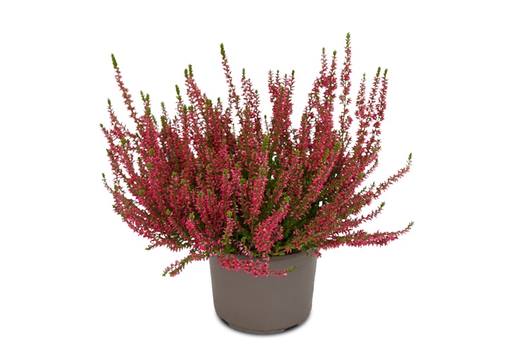 Knospenheide Gardengirls® rot Bild