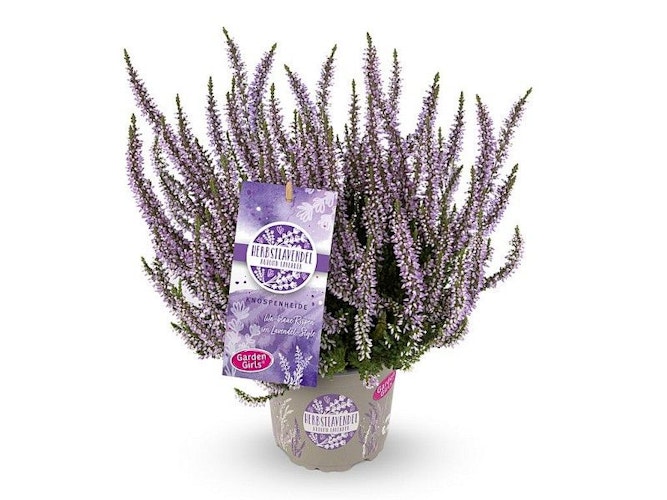 Knospenheide Gardengirls® 'Herbstlavendel' 4er-Set Bild