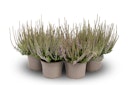 Vorschaubild Knospenheide Gardengirls® 'Herbstlavendel' 4er-Set Bild