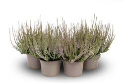 Knospenheide Gardengirls® 'Herbstlavendel' 4er-Set