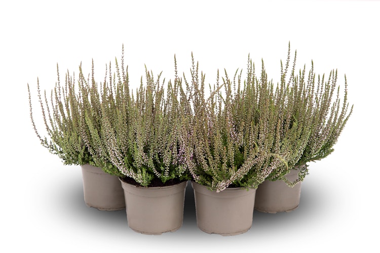 Knospenheide Gardengirls® 'Herbstlavendel' 4er-Set Bild