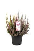 Knospenheide Gardengirls® Smixies® 4er-Set