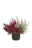 Knospenheide Gardengirls® 'Twingirls'® rot-weiß 4er-Set