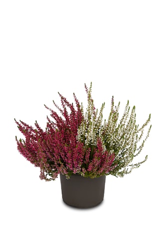 Knospenheide Gardengirls® 'Twingirls'® rot-weiß 4er-Set Bild