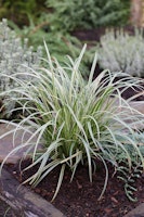 Garten-Segge 'Silver Sceptre' Topfgröße C2