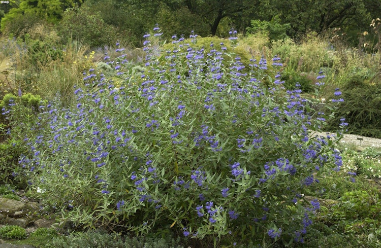 Bartblume 'Heavenly Blue'    Bild