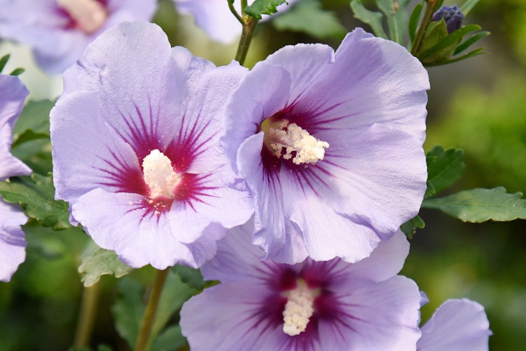 Garten-Eibisch 'Blue Bird' Bild