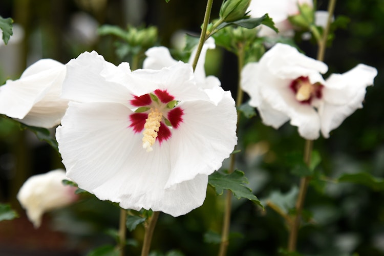 Garten-Eibisch 'Red Heart' Bild