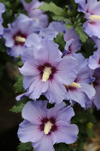 Garten-Eibisch 'Blue Bird' Bild