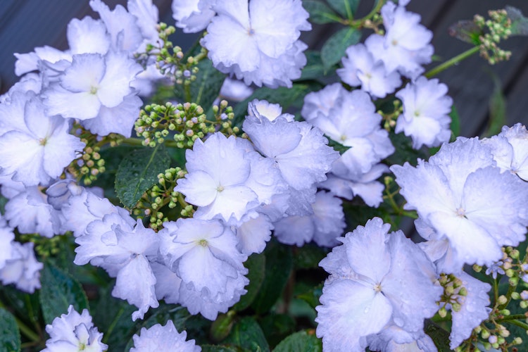 Hortensie 'Bloombuster'® blau Bild