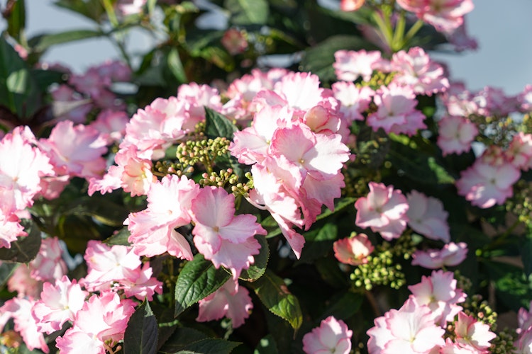 Hortensie 'Bloombuster'® rosa Bild