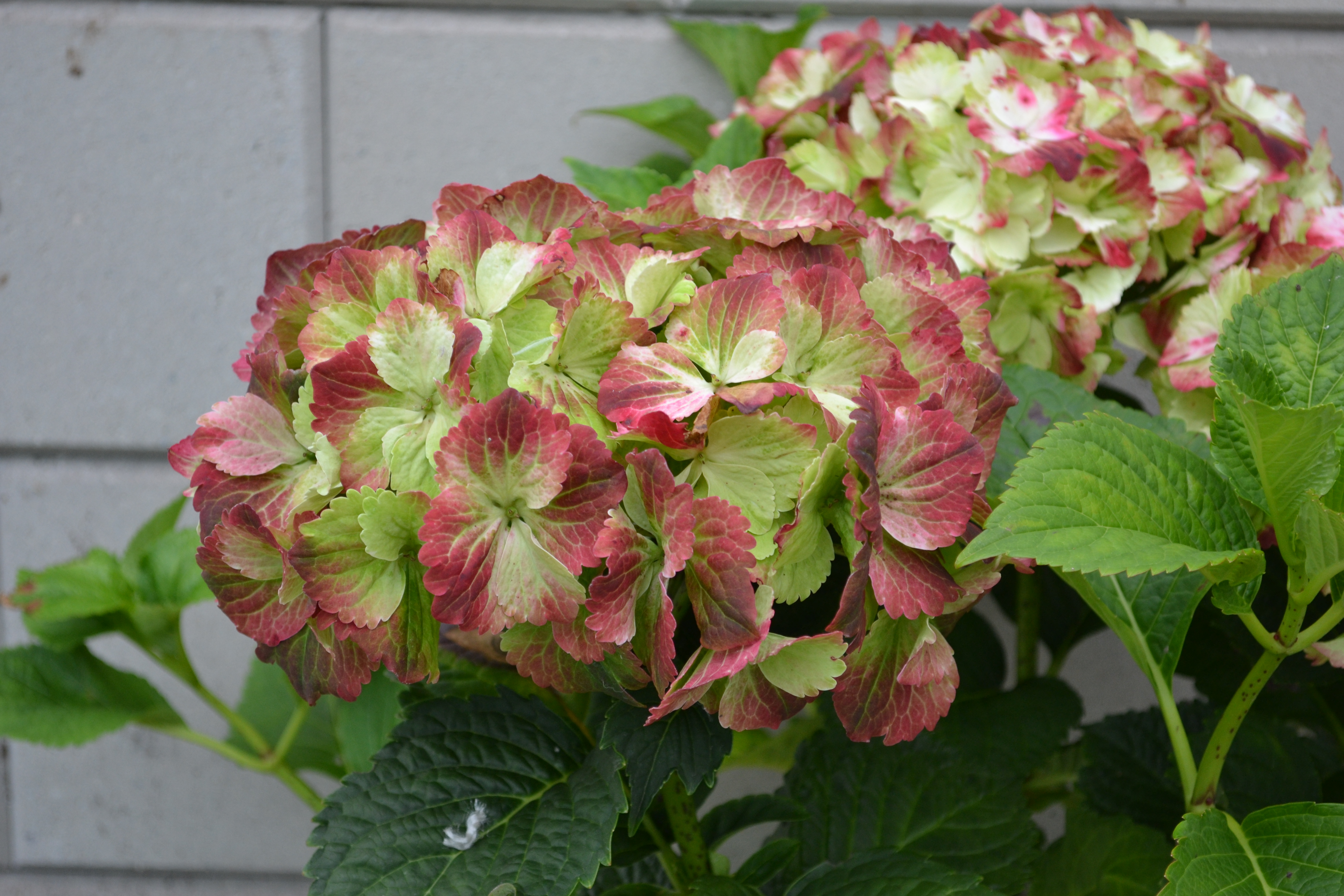 Bauernhortensie 'Switch' ® Delphyne red
