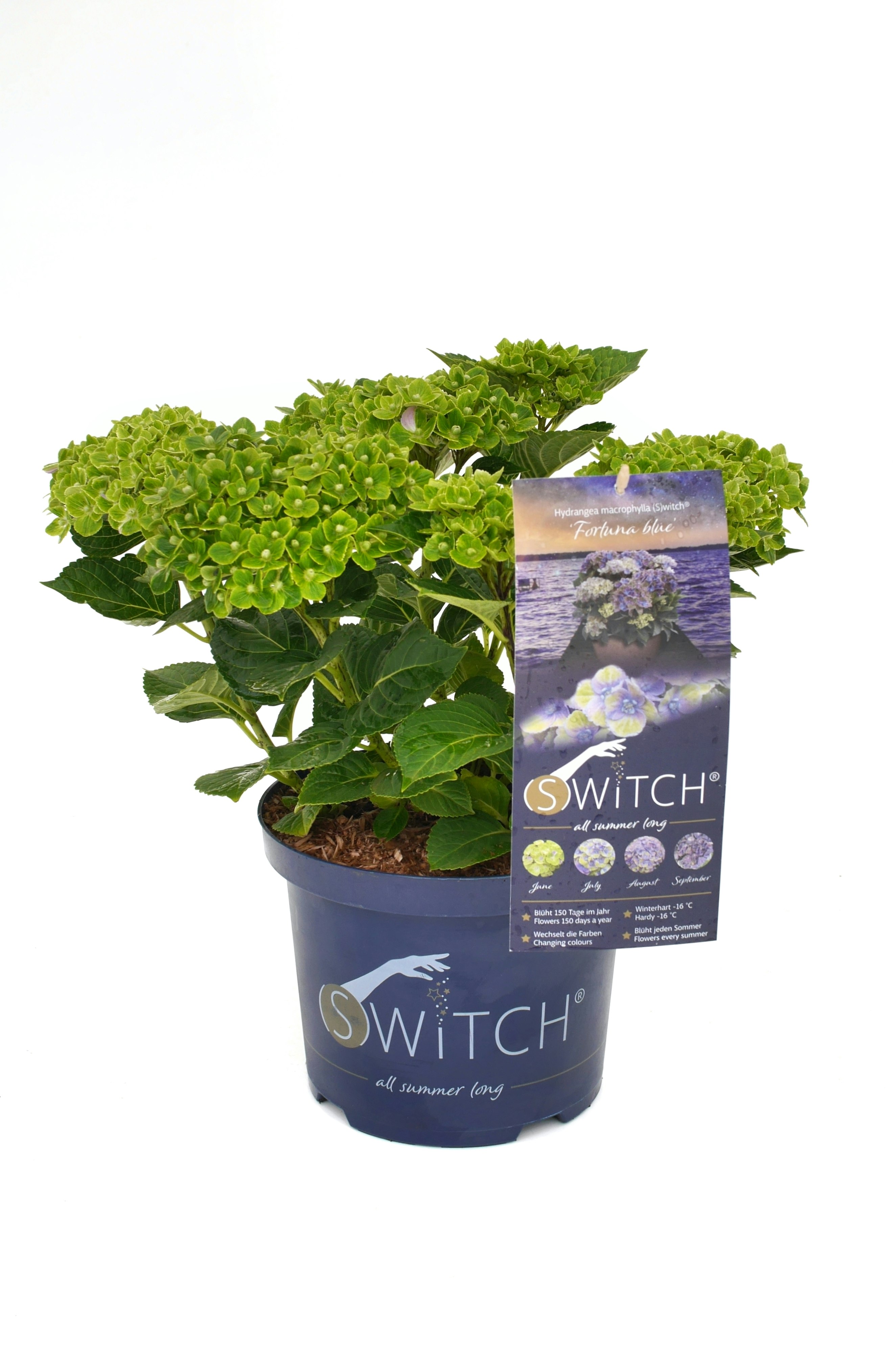 Bauernhortensie 'Switch' ® Fortuna blau