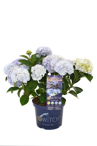 Bauernhortensie 'Switch' ® Kallisto blue Bild