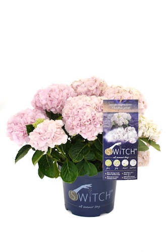 Hydrangea macrophylla 'Switch' ® Panthea pink Bild