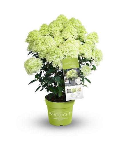 Rispenhortensie 'Whitelight'® Bild