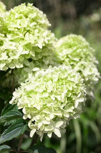 Rispenhortensie 'Whitelight'® Bild