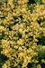 Gelbe Japan-Stechpalme 'Golden Gem'Bild