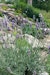Provence-Lavendel 'Sensational!' ®Bild
