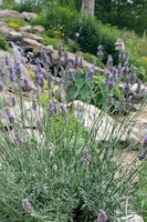 Provence-Lavendel 'Sensational!' ®