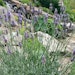 Provence-Lavendel 'Sensational!' ®Bild