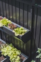Biohort FloraBoard Highline, Panorama Blumenkasten | für Avantgarde, Mein-Gartenshop24