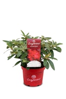 Großblumige Alpenrose 'Bohlken's Roter Stern'®