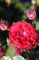 Romantisches Rosenstämmchen 'Red Leonardo da Vinci'®