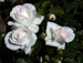 Bodendeckerrose 'Aspirin Rose'®  Bild