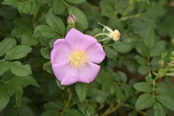Rose 'Rosy Boom® Wildlife'
