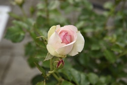 Nostalgische Strauchrose 'Eden Rose85'®