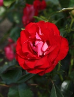 Beetrose 'Rose der Einheit'®