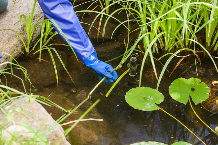 Teichhandschuhe, Größe S (TZ392-00)