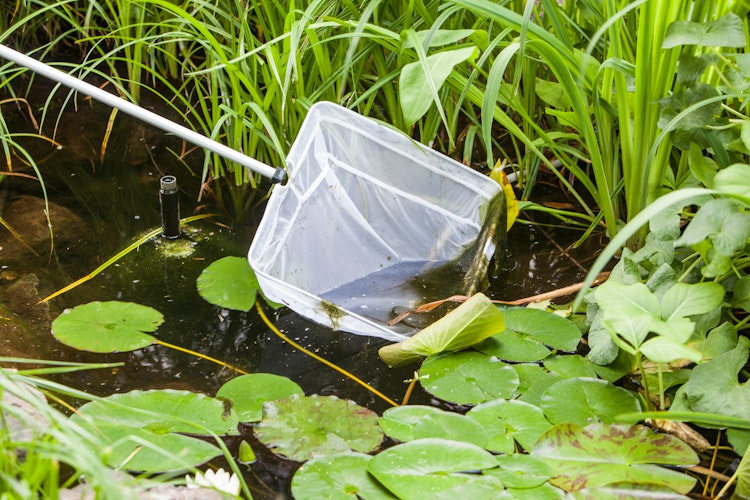 Teichkescher "POND NET 25" (TZ331-00)