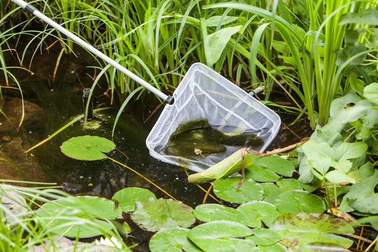 Teichkescher "POND NET 25" (TZ331-00)