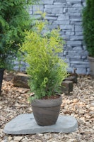 Gelbnadeliger Lebensbaum 'Golden Brabant'® Pflanzengröße: ca. 25-30 cm