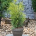 Gelbnadeliger Lebensbaum 'Golden Brabant'® Pflanzengröße: ca. 25-30 cmBild