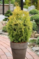 Gelbnadeliger Lebensbaum 'Golden Smaragd'® Pflanzengröße ca. 30-40 cm
