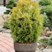 Gelbnadeliger Lebensbaum 'Golden Smaragd'® Pflanzengröße ca. 30-40 cmBild